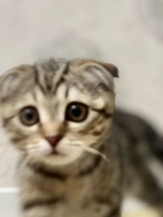 Бельгийская вислоухая