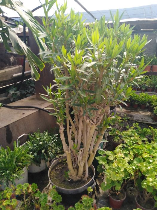 Продаётся Олеандр розовый