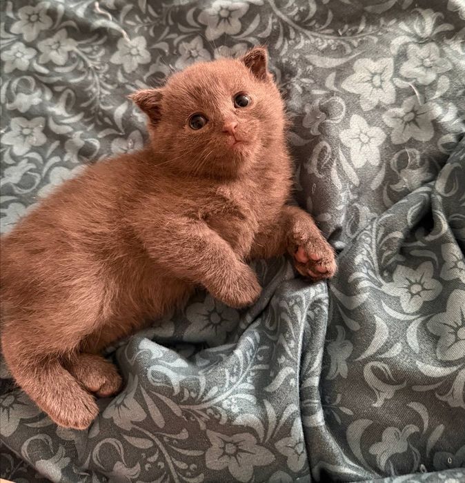 Продается котенок