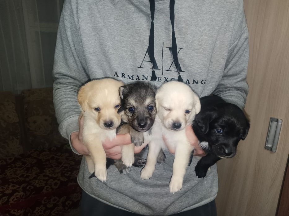 Отдам щенков все девочки им месяц