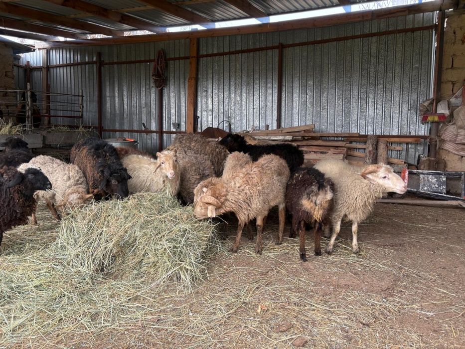 Тоқты қошқарлар сатылалы 55мыңнан