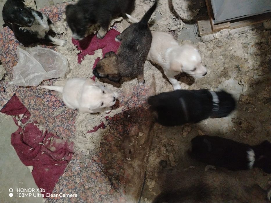 Кушик Собака Күшік прививка салынган