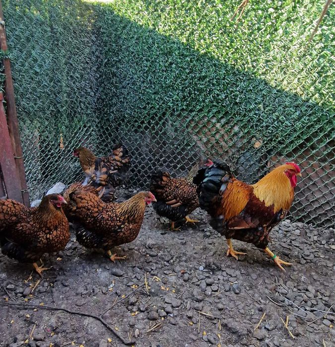 Oua incubat Wyandotte GSG