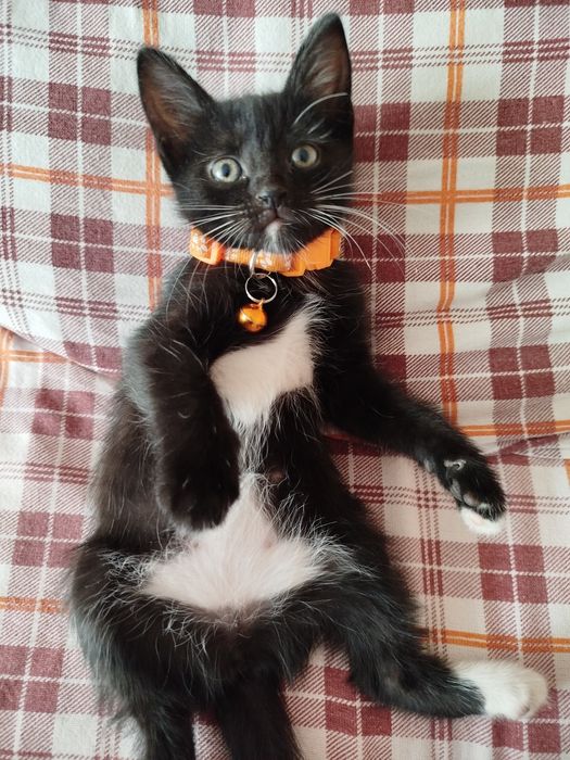 Отдам доброе руки!