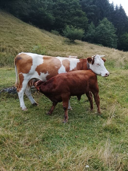 De vânzare vaci cu vitai .foarte blinde bune de lapte  .se dau și separat sunt 3 vaci și 3 vitai . pretu este de 13500 pe bucata adca vaca cu vitel