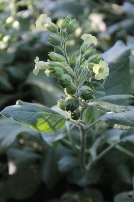 Semințe de Tutun  Burley, Oriental, Moldovenesc