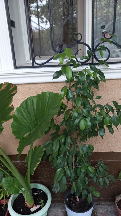 Цветы от 3000 тг до 50000тг