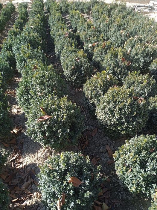 Самшить на продажу