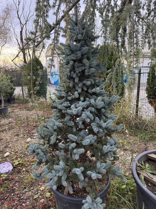 Ofertă Brazi Normandieni – Prețuri Avantajoase, Livrare Națională