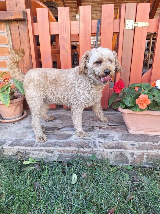 Pudel/Caniche femela