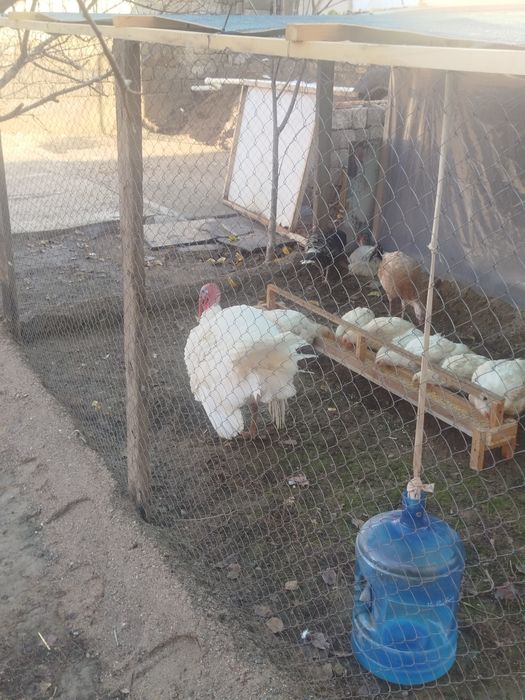 Kurkala tovuqla sotiladi