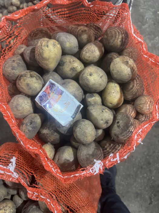 Картофель семенной .