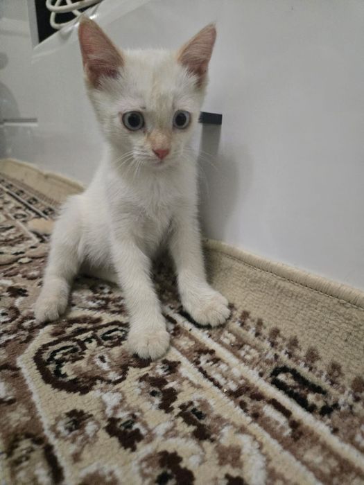 чудесные милые котята