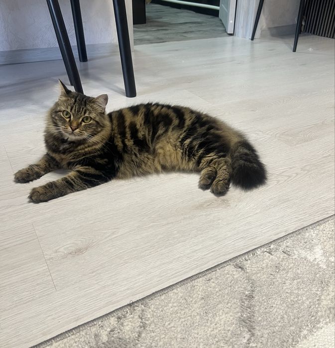 Отдам кота бесплатно