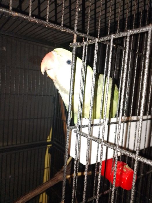 Marele Alexandru pui