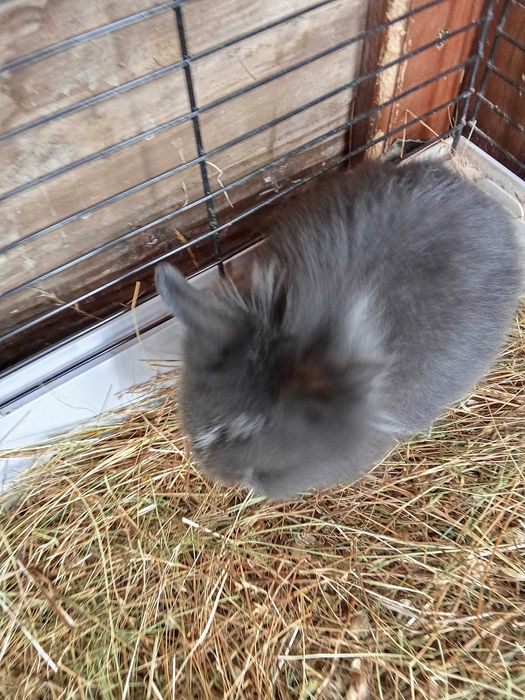 Donez o pereche de iepurași cap de leu