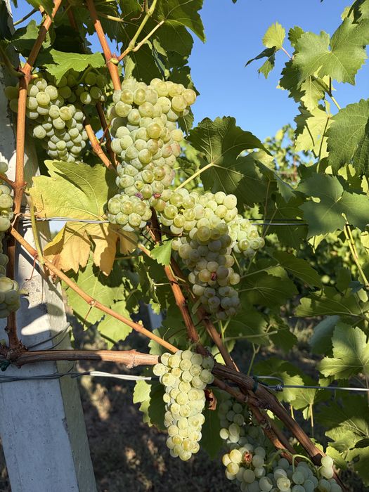 Vând struguri albi Muscat Ottonel pentru vin