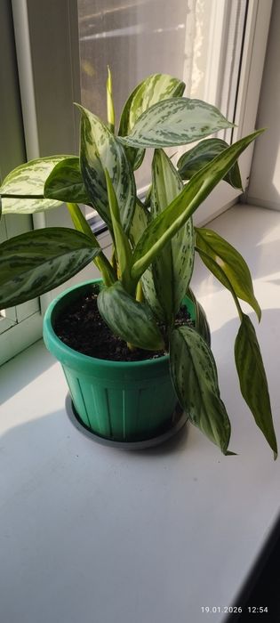 Комнатное растение Аглаонема