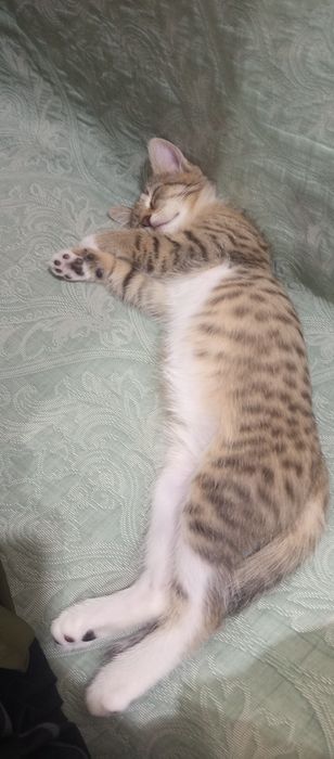 Котёнок девочька