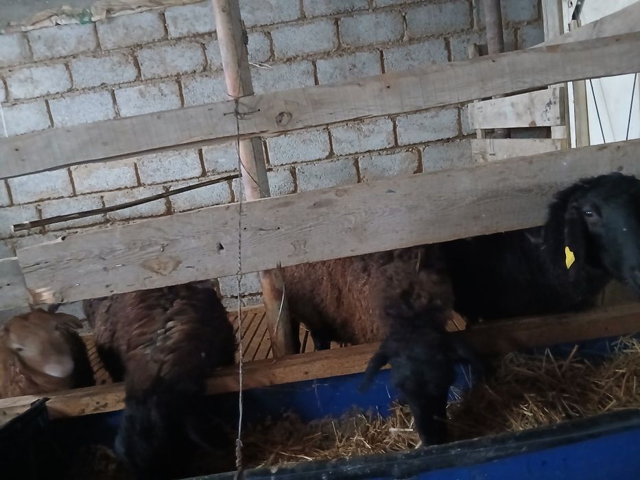 Қозылы қой буаз қои тоқты қошқар