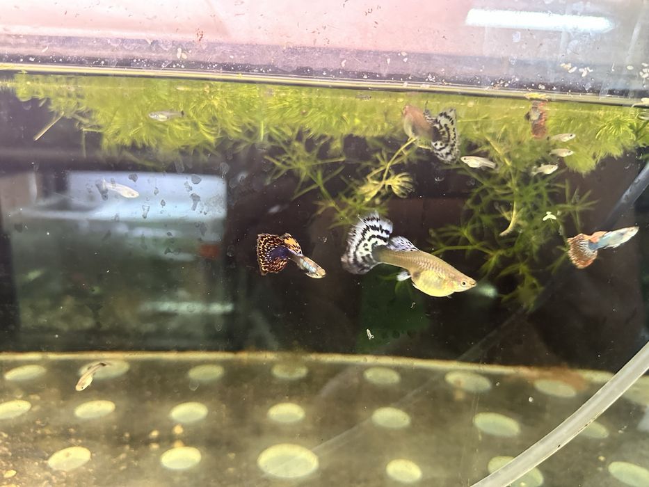 Продам Гуппи слоновьи уши (Москва)