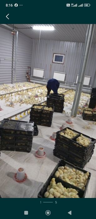 Бройлер балапан цыплята