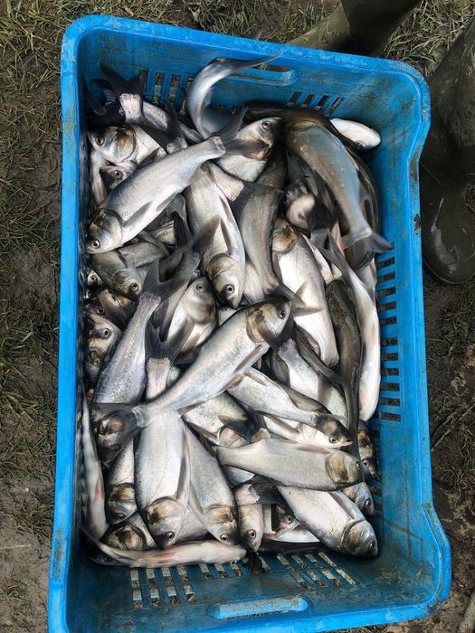 Vând puiet de Crap, Ten și Fitofag