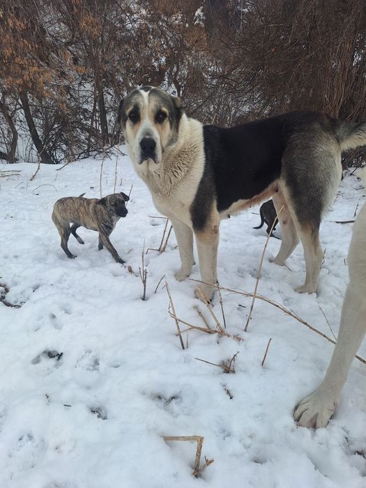 Алабай сатылады  срочно