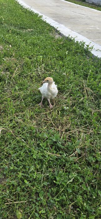 Pui de curca crescuti in ferma, sanatosi si rezistenti.
Ideali pentru