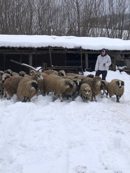 Vând oi breze cu miei  și  deafata