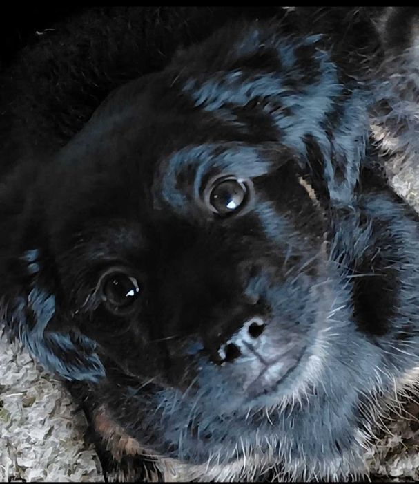 Pui de catelusa  metis teckel