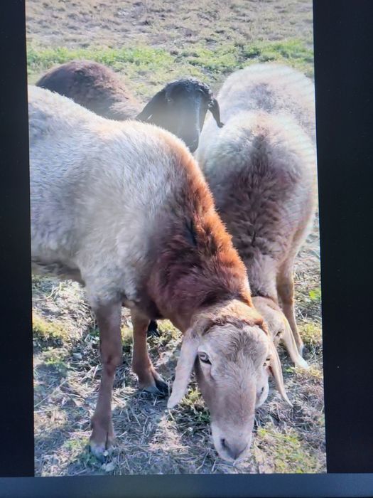 Продаётся баран кучкор сотилади Арашан