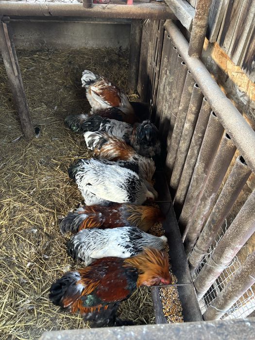 vand cocosi brahma 2025