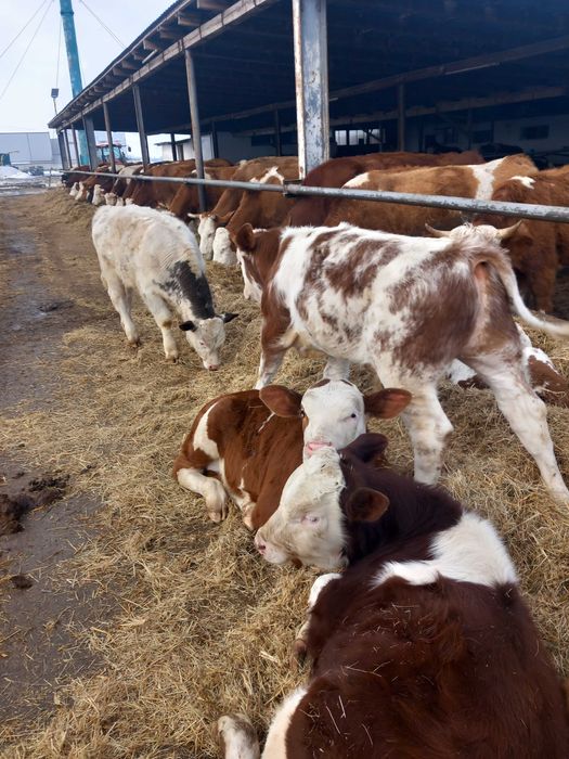 Vind taurasi și vițele