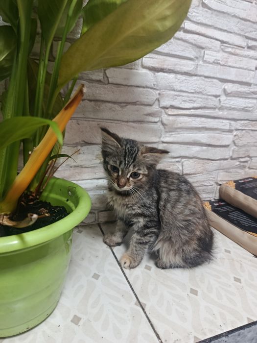 Срочно отдаётся кошечка