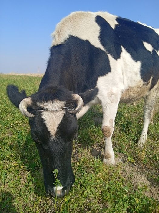 Галштинская порода