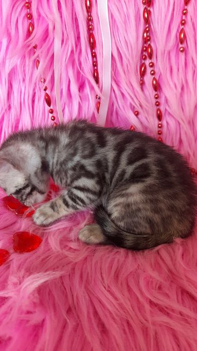 Бенгальская девочка