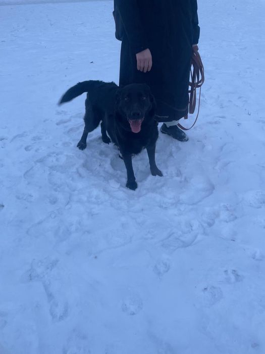 Сабока животное.