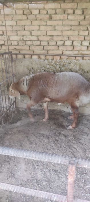 Qo'chqor va urg'ochi qo'y sotiladi