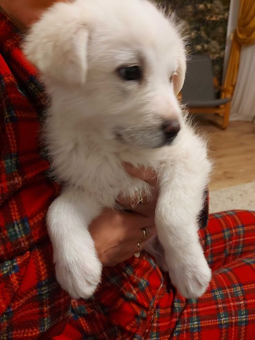 Donez catel talie mare