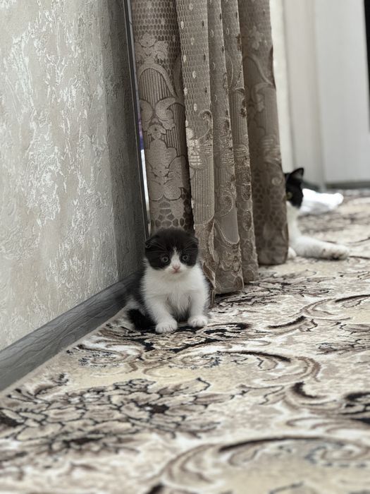 Продаются котята скотиш фолд и страйт