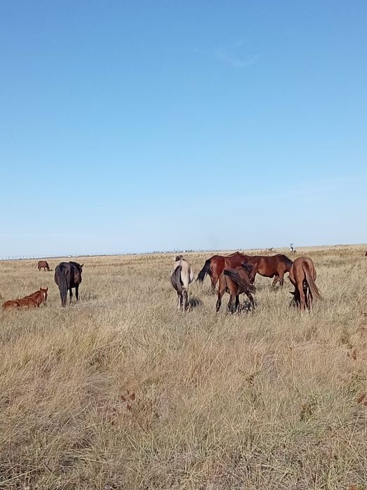 Продам полторашки бие жабагы оптом