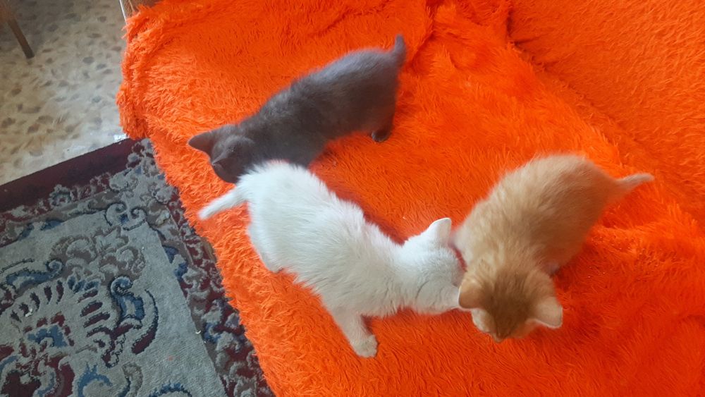 Милые котята более 2х месяцев
