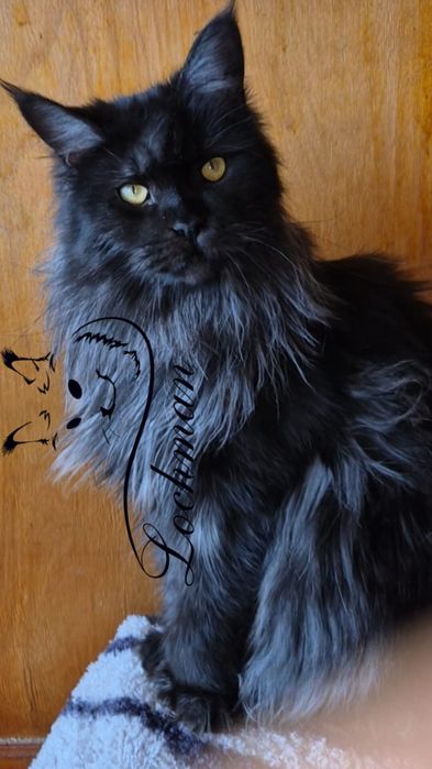 Котята породы Мейн-кун