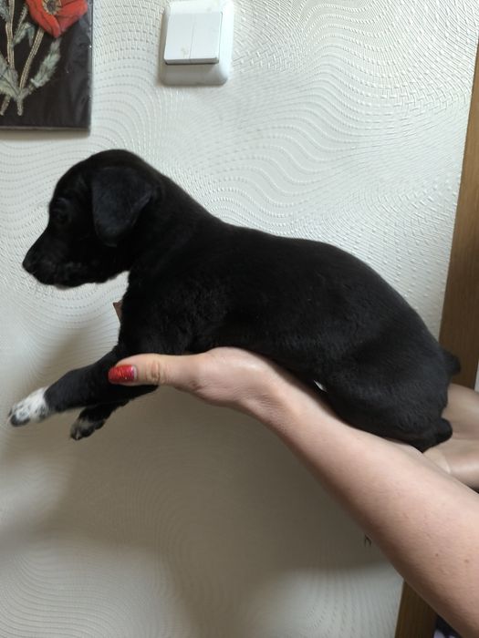 Отдам собак бесплатно