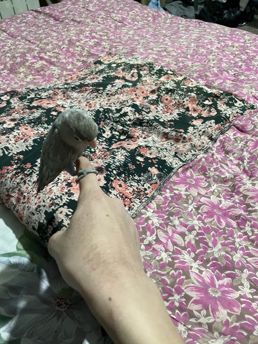 Nerazluchnik ruchnoy