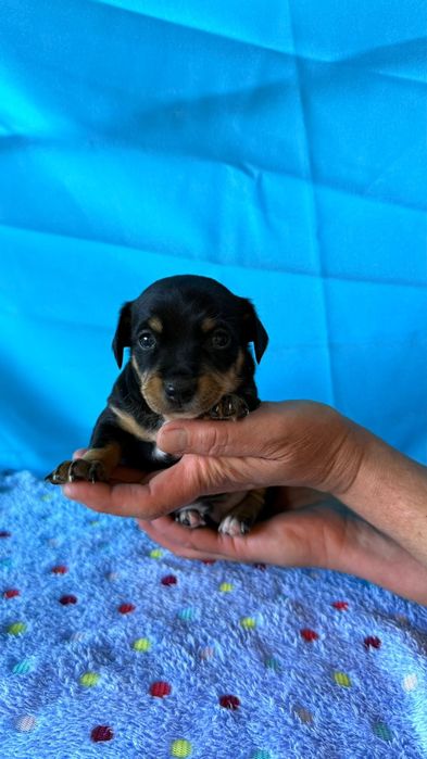 Русский той терьер