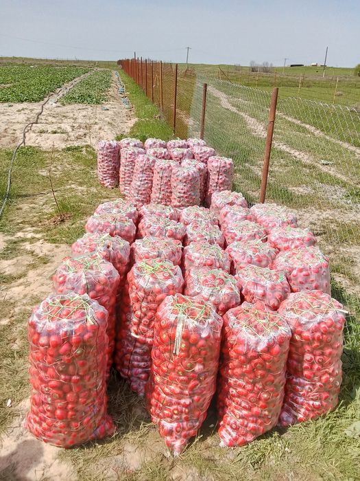 Редиска ұрық дунганский.