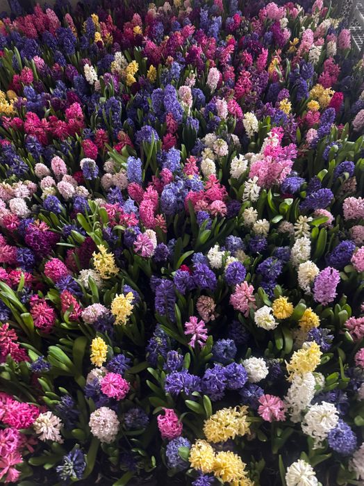 Zambila inflorita și parfumată