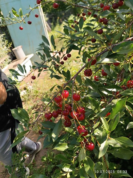 Продаю дачу на правом берегу